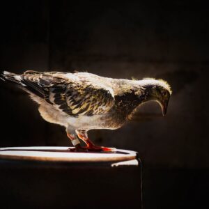 youngster of home pigeon racing standing on the bucket