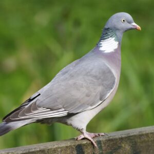 Proper wild wood pigeon Columba palumbus