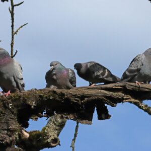 Rock Pigeon - Biset pigeon (Columba livia).