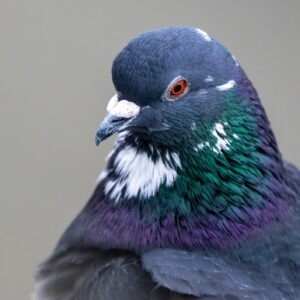 Portrait of feral pigeon against plain backdrop