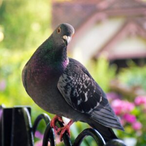 Pigeon posing