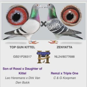 Two racing pigeons with enlarged eye closeups