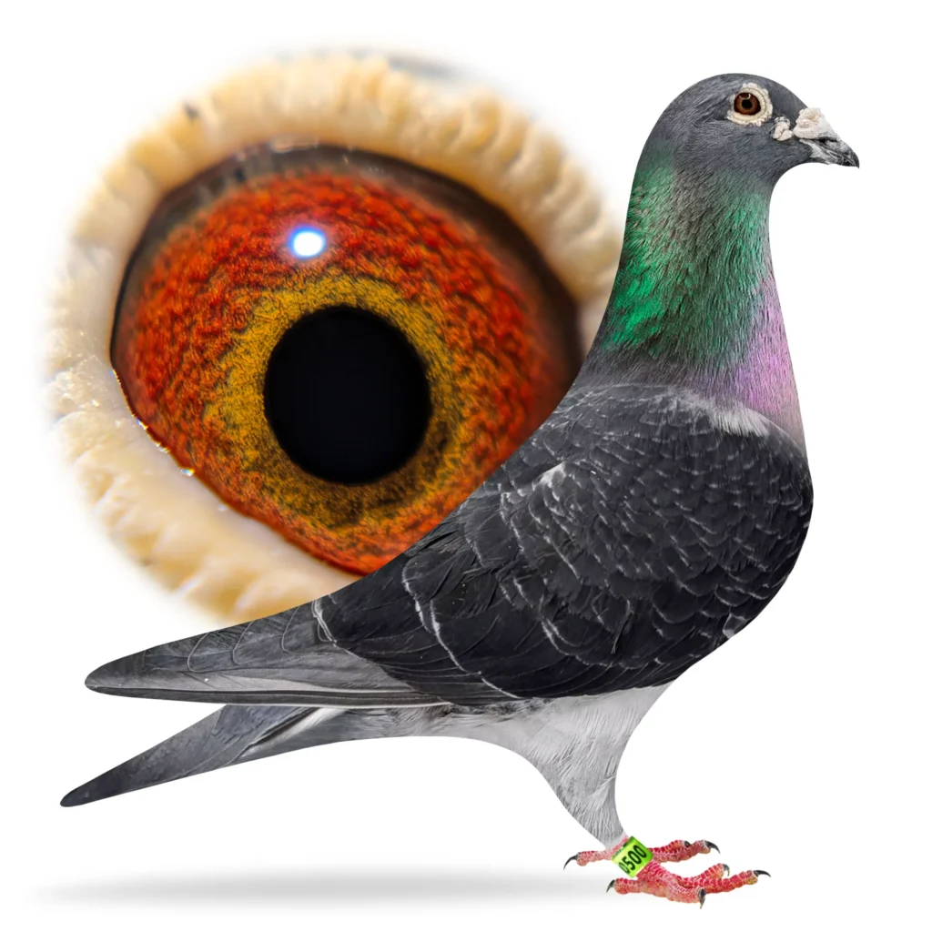 Close-up orange pigeon eye and head
