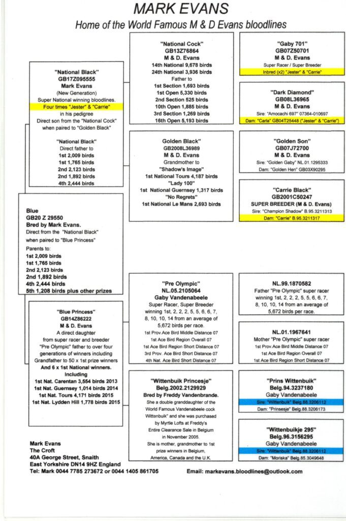 Racing pigeon pedigree chart with text boxes