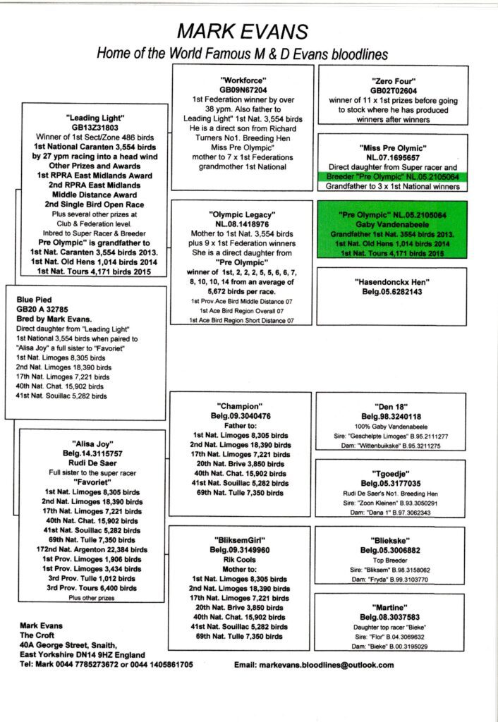 Pedigree chart of racing pigeon bloodlines
