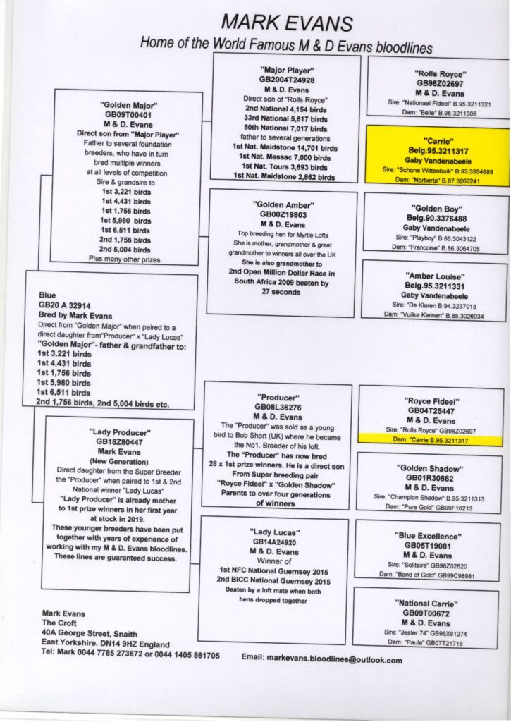 Printed pedigree chart for pigeon bloodlines