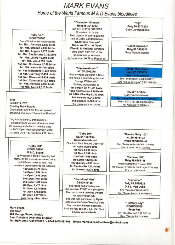 Pigeon pedigree chart with boxed breeding information