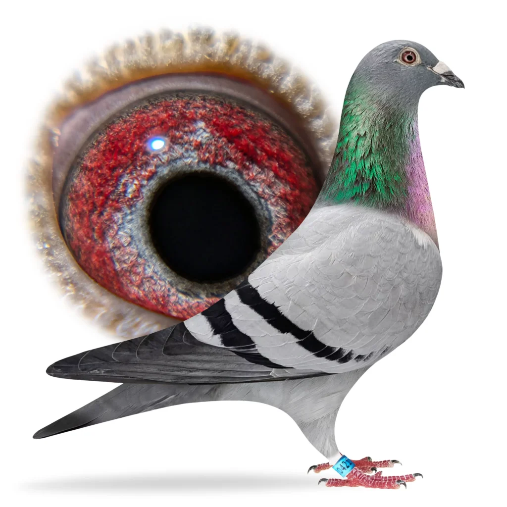 Pigeon profile with enlarged textured eye