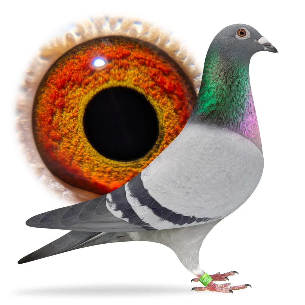 Pigeon profile beside enlarged colorful eye