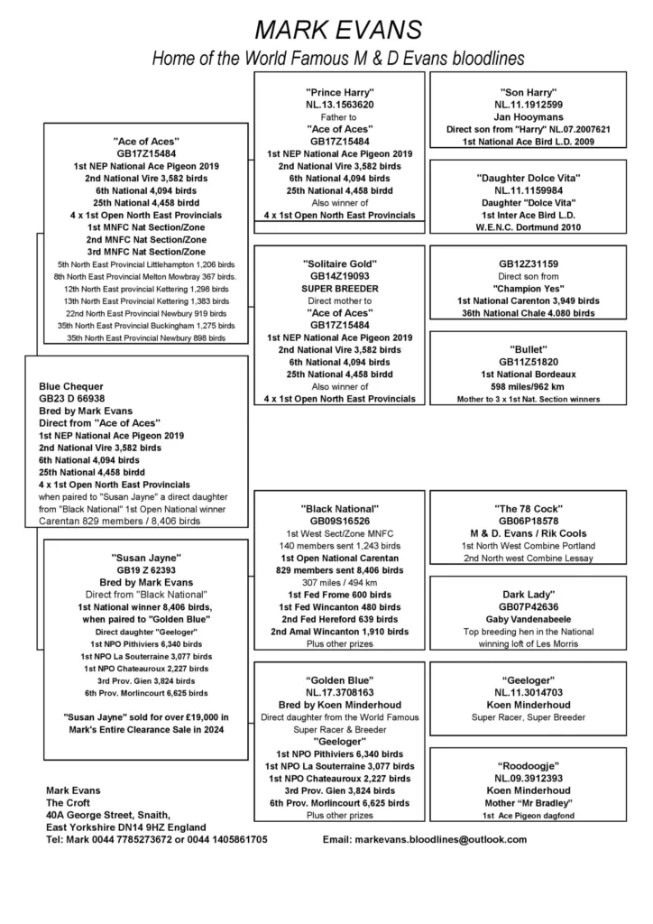 Blue Chequer pigeon family tree diagram