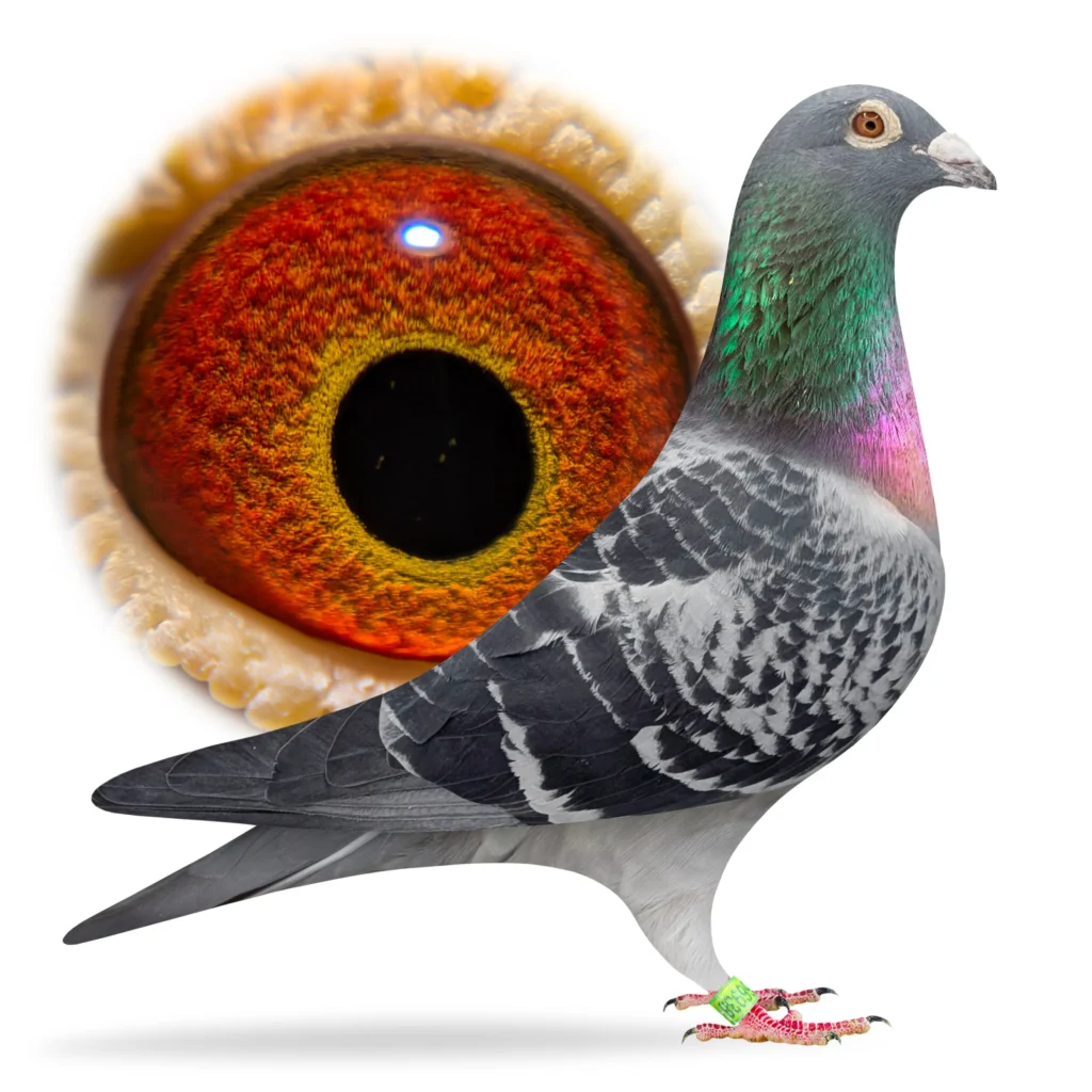 Close-up pigeon with large colorful eye