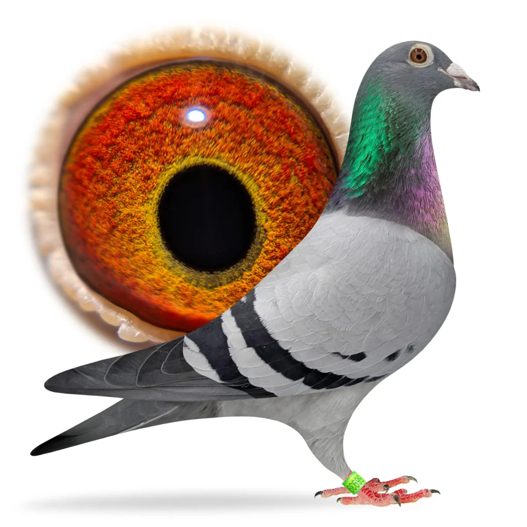 Racing pigeon profile showing detailed eye