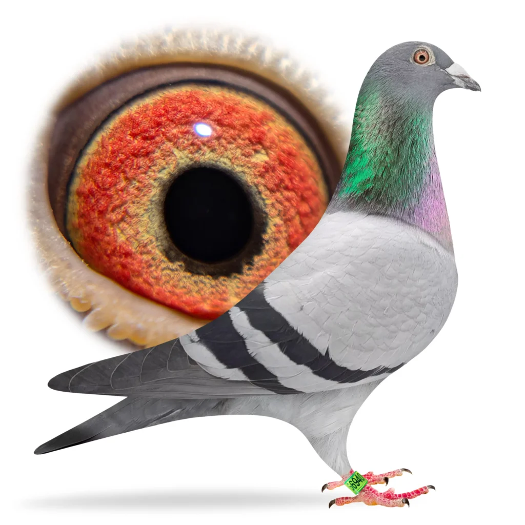 Close-up pigeon eye and profile with band