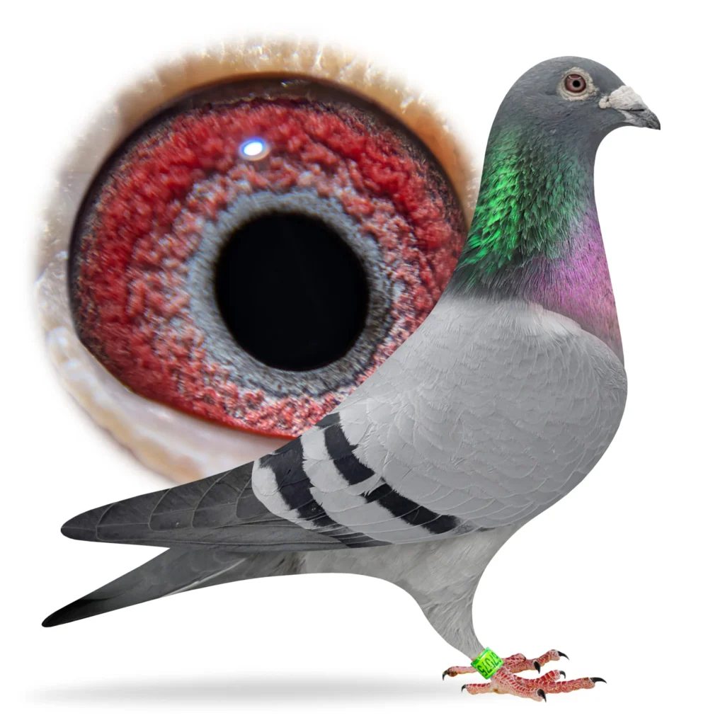 Banded racing pigeon with close-up eye