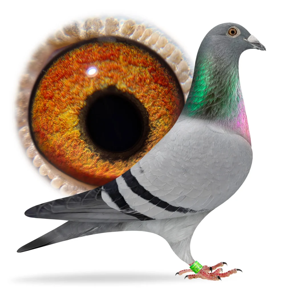 Pigeon profile with giant orange eye