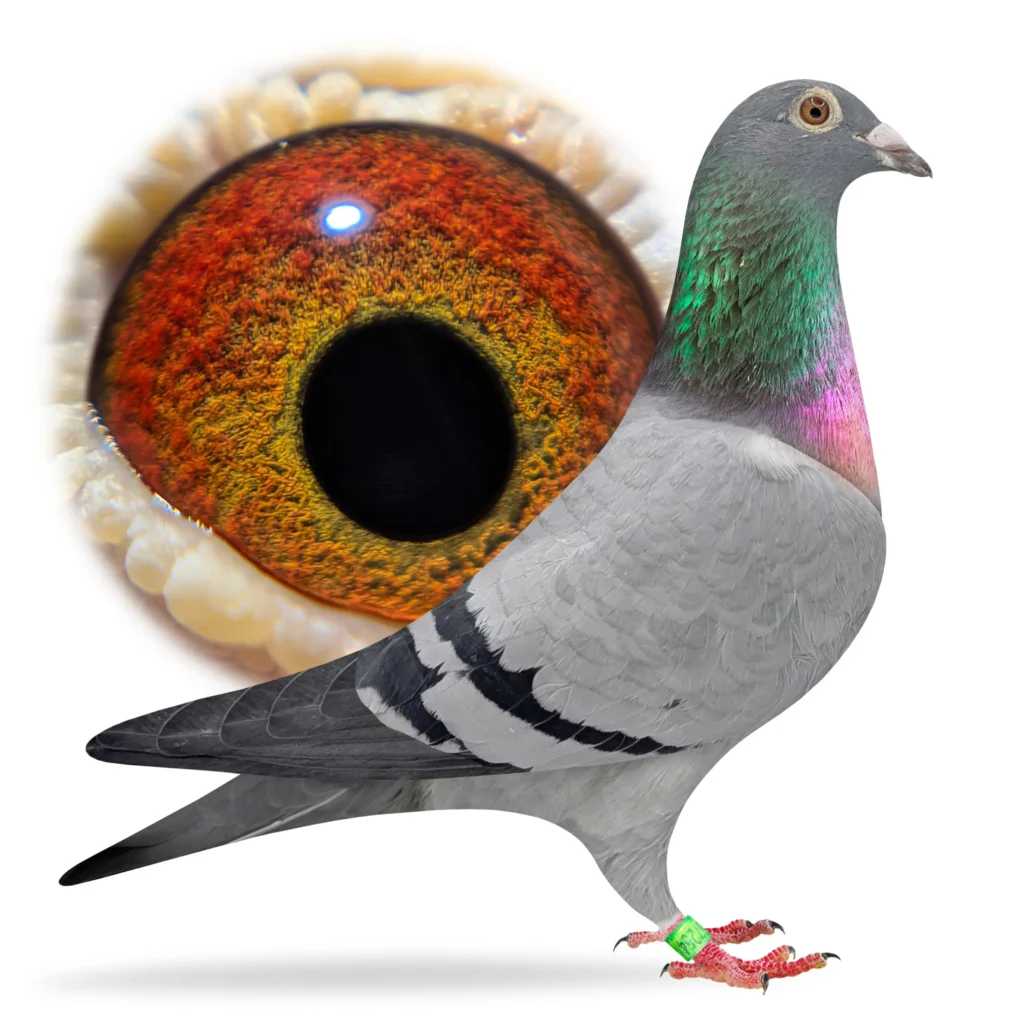 Pigeon profile with magnified colorful eye