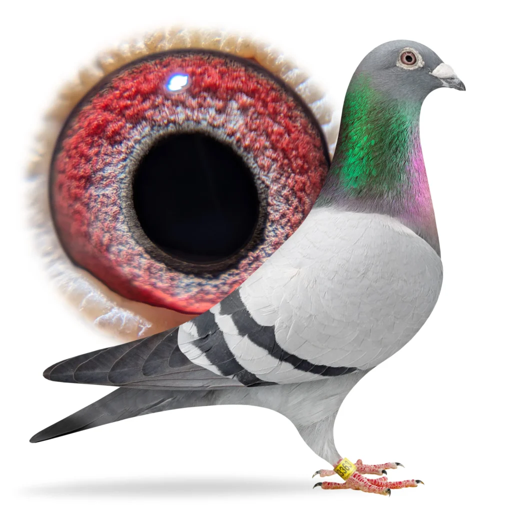 Pigeon with magnified red eye