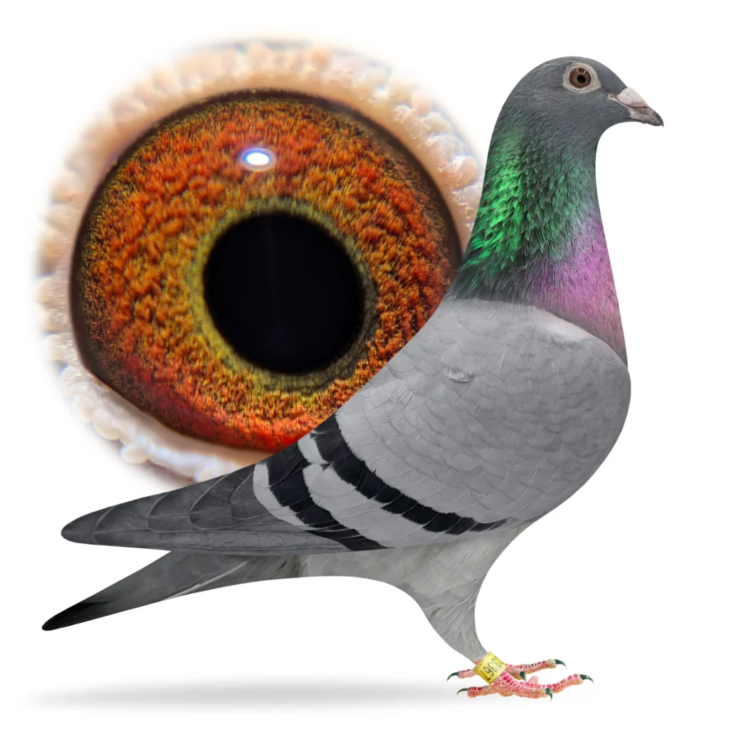 Pigeon profile with enlarged detailed eye