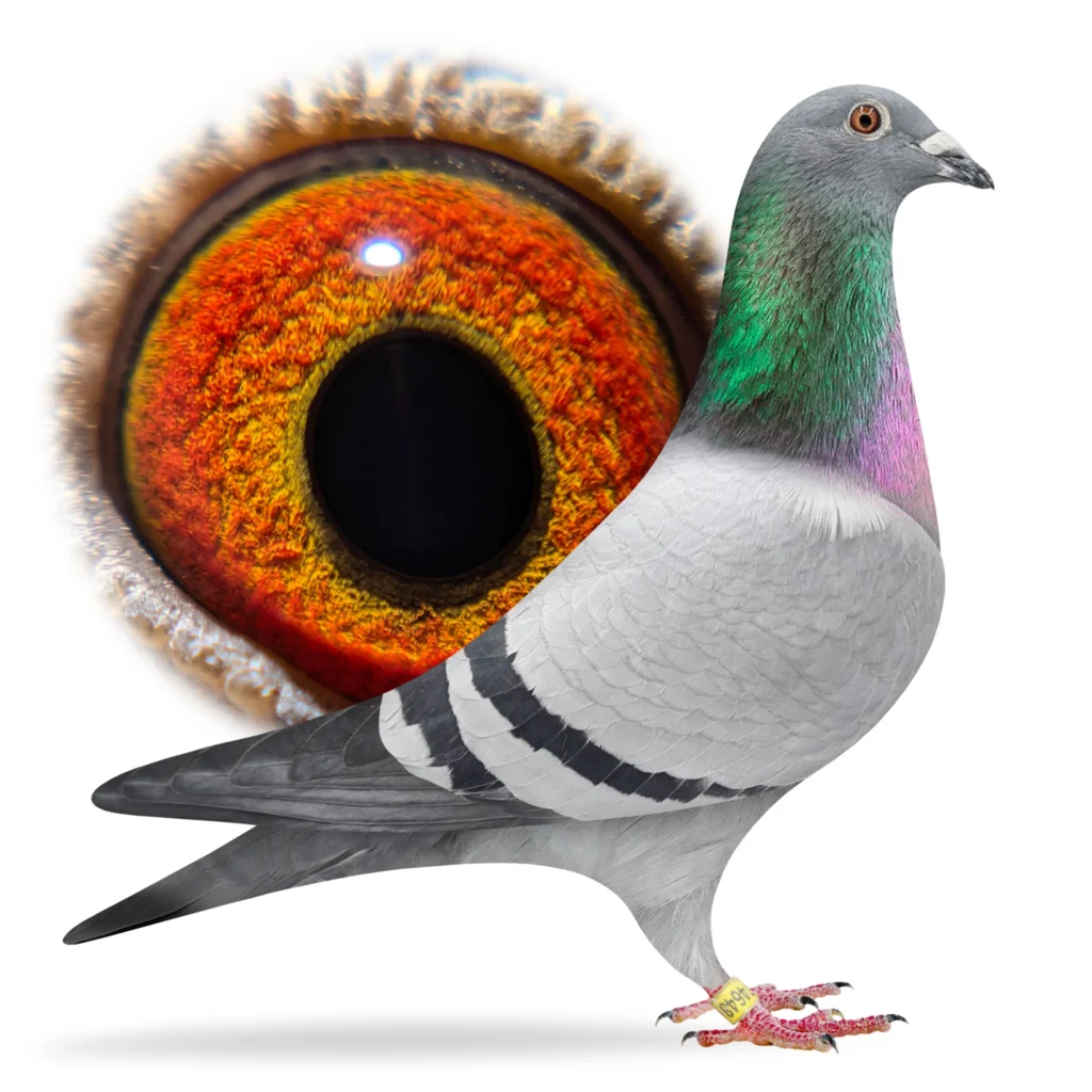 Pigeon with large colorful eye