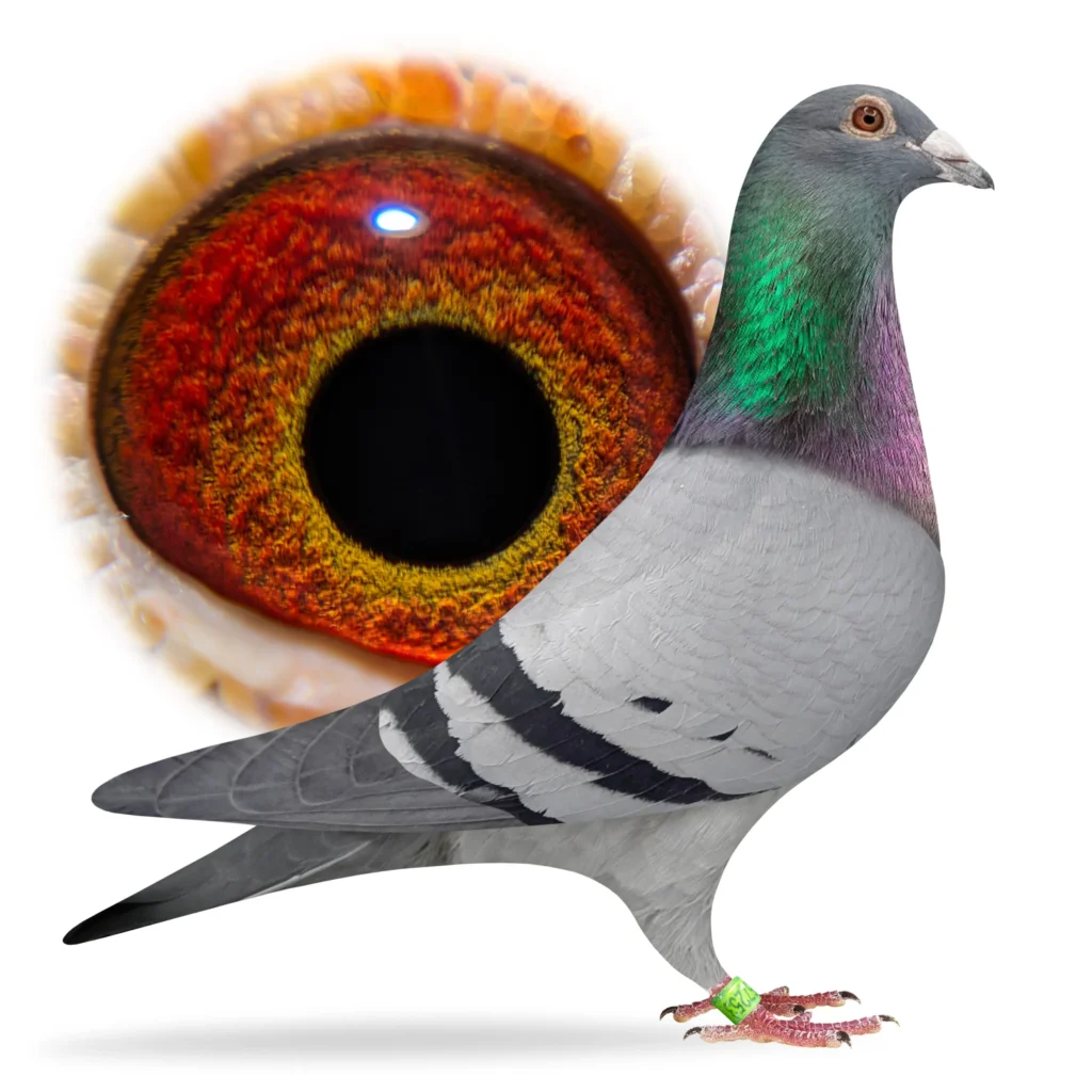 Pigeon with large close-up red eye