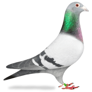 Pigeon with leg band and iridescent neck
