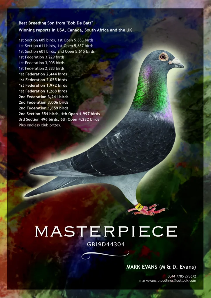 Poster of racing pigeon labeled MASTERPIECE GB19D44304