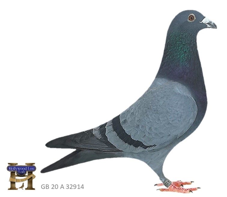 Racing pigeon with black wing bars and band