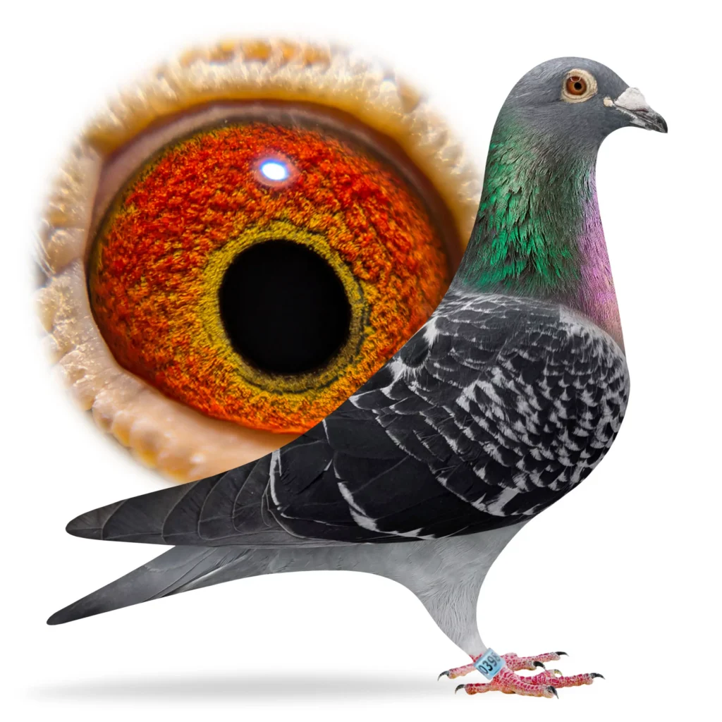 Profile of racing pigeon with iridescent neck