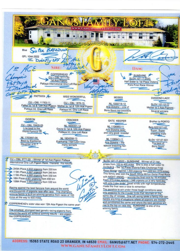 Pigeon pedigree flyer from Ganus Family Loft