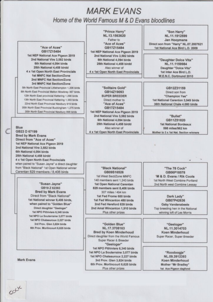 Mark Evans pigeon bloodline pedigree