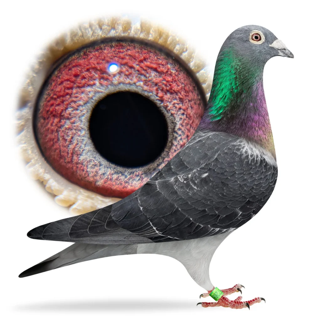 Close-up of pigeon eye and head