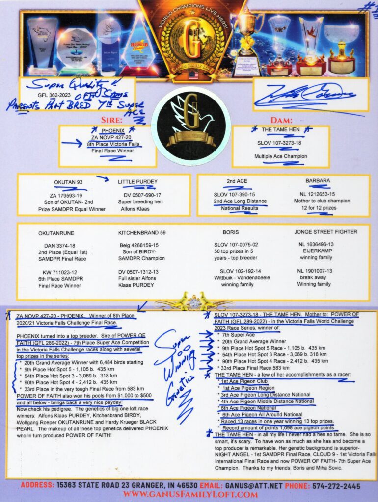 Pigeon pedigree certificate with trophies