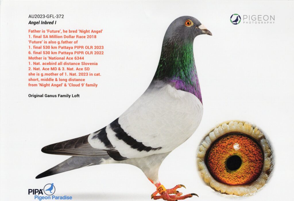 Standing pigeon with bright orange eye