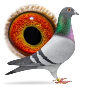 blue bar racing pigeon with orange eye
