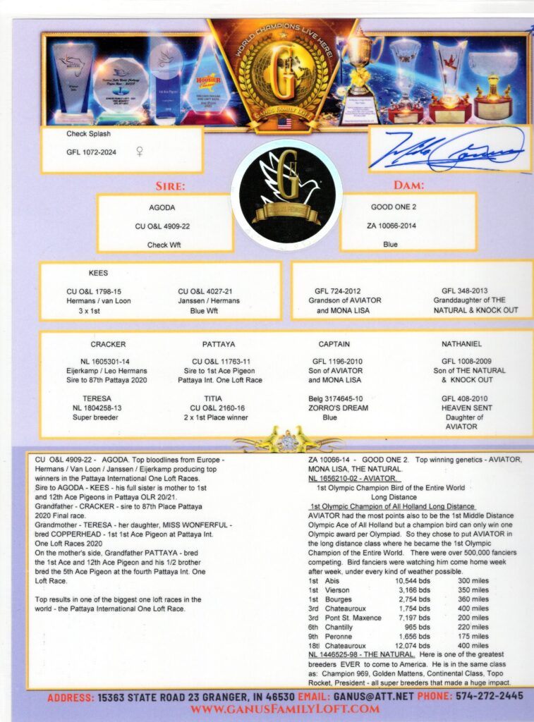 Check Splash pigeon pedigree card with logo