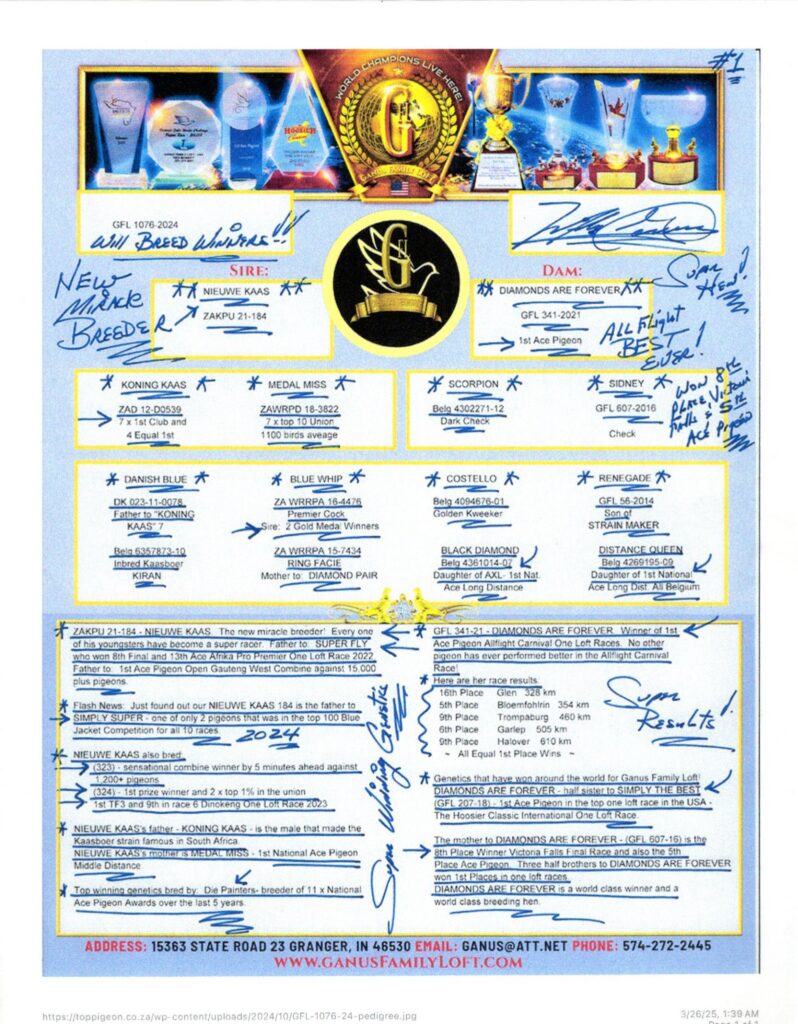Pigeon pedigree with trophies and handwritten notes