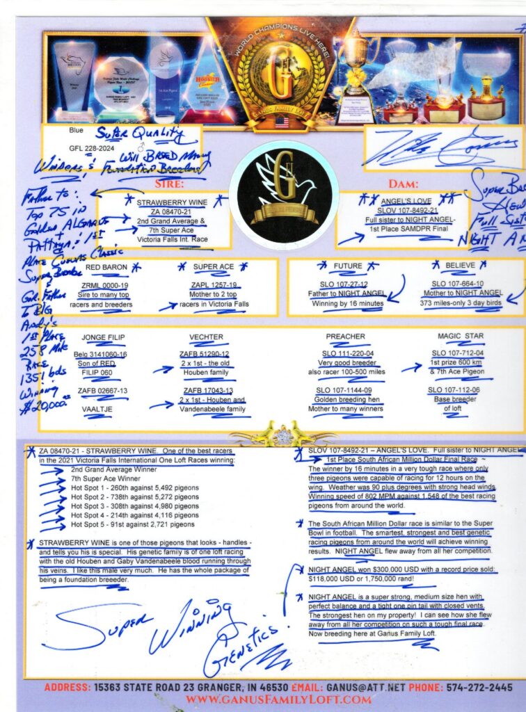 Handwritten notes on pigeon pedigree sheet