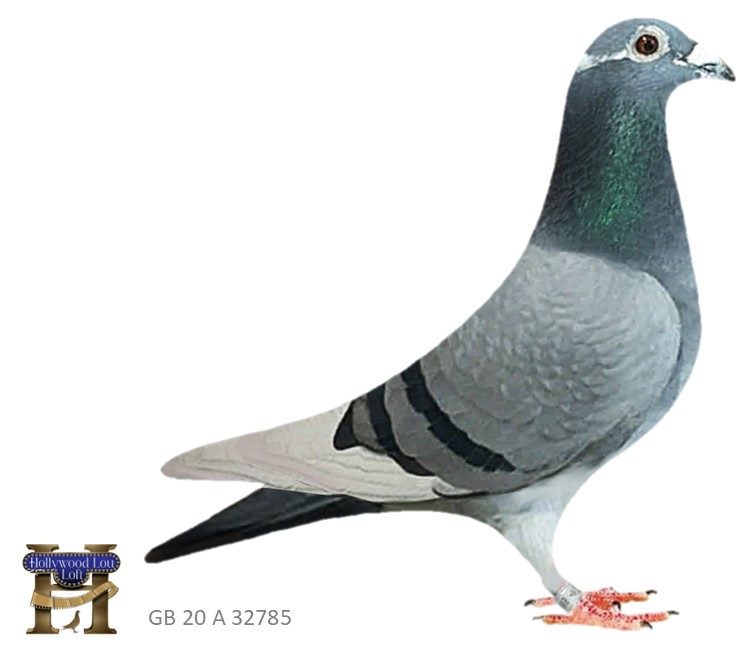 Gray pigeon in profile with leg band
