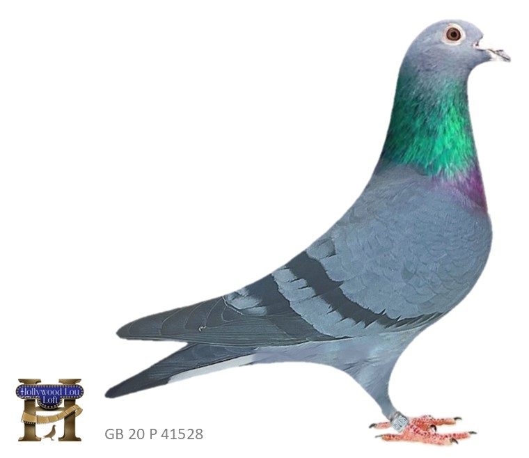 Blue-gray pigeon with iridescent green neck