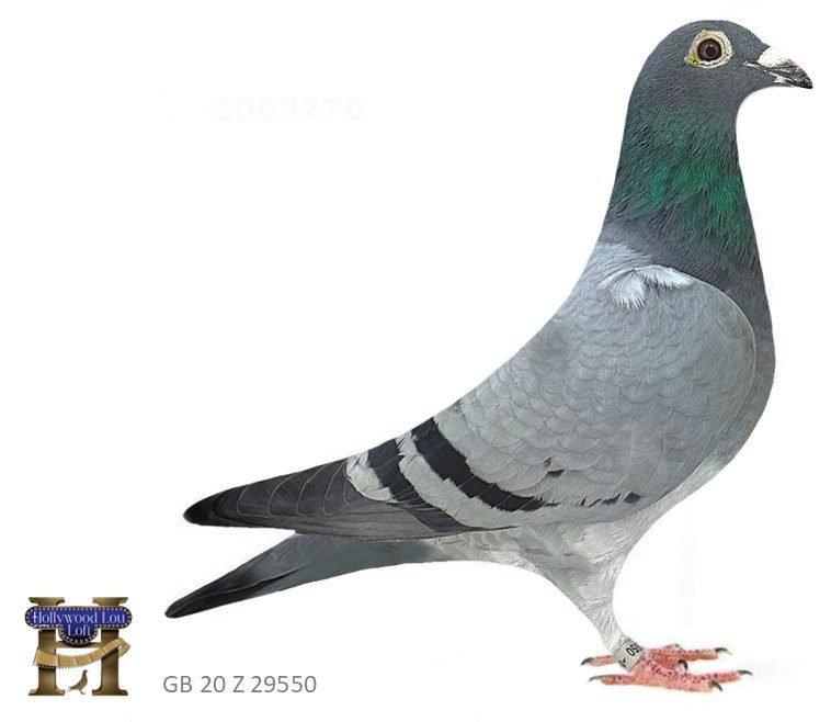 Gray racing pigeon standing, visible leg band