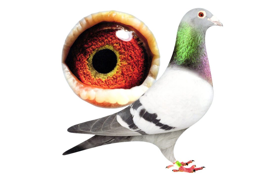 Pigeon with oversized close-up eye