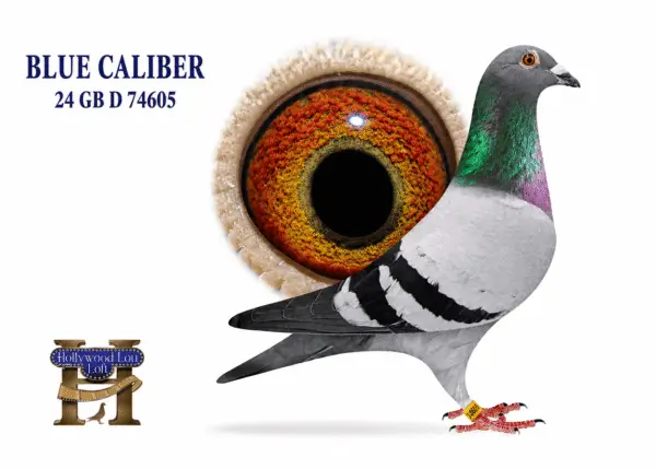 Racing pigeon profile with large orange eye.