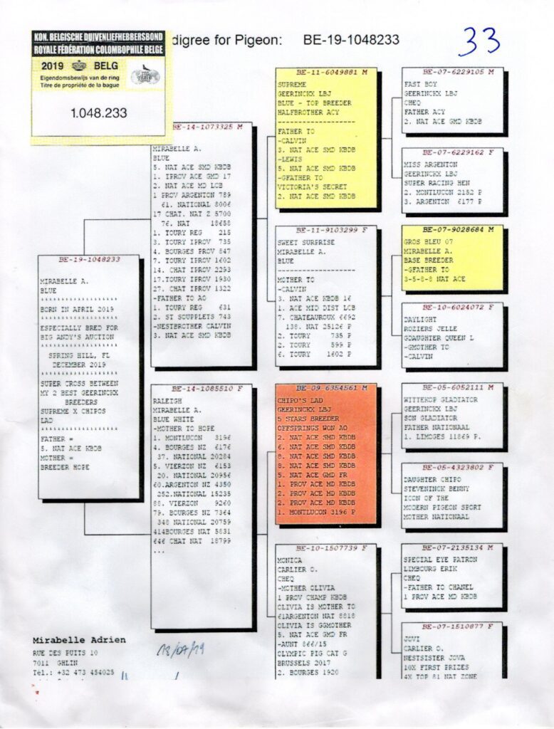 Pigeon pedigree chart with Belgian registration sticker