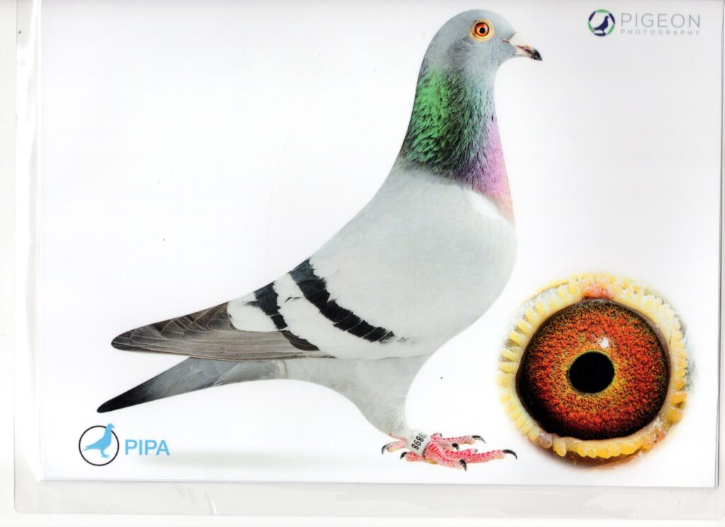 White racing pigeon with iridescent neck