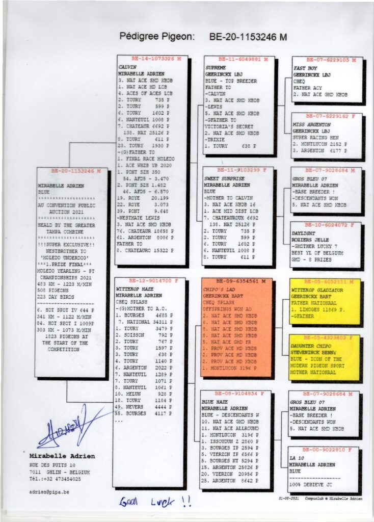 Pigeon pedigree chart with boxes and text