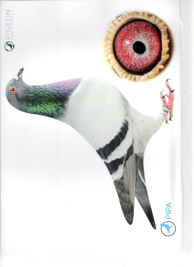 Racing pigeon profile with large red eye