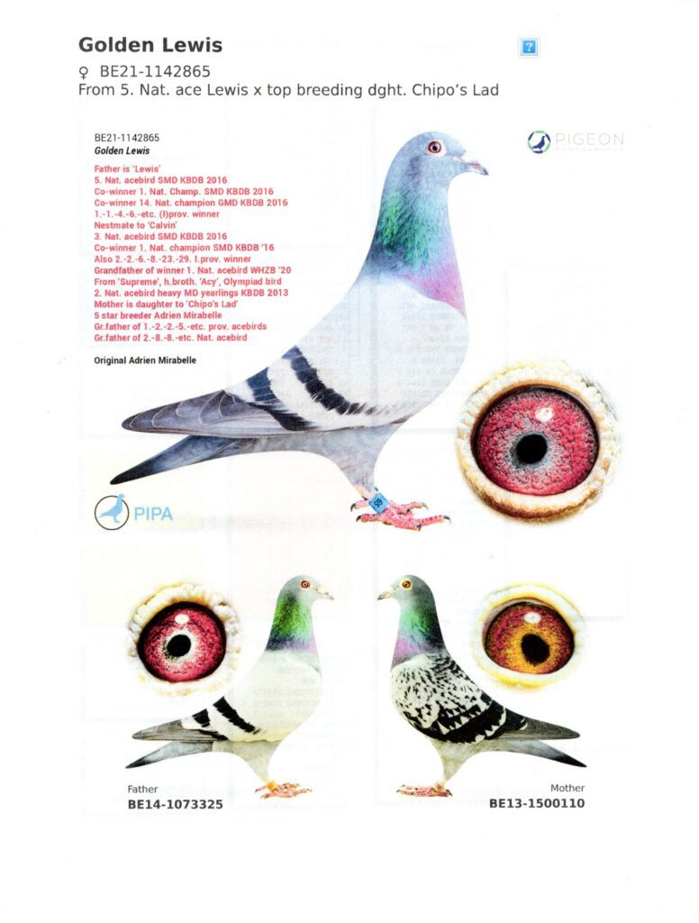 Pigeon pedigree sheet with eye closeups