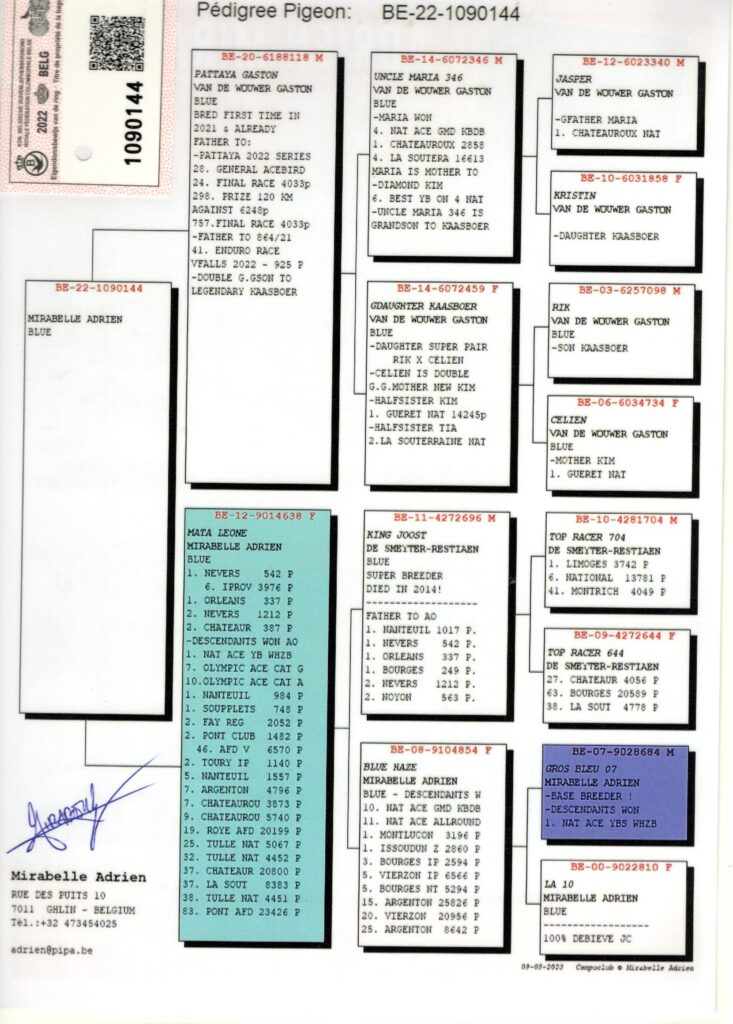 Pigeon pedigree chart with colored ancestry boxes