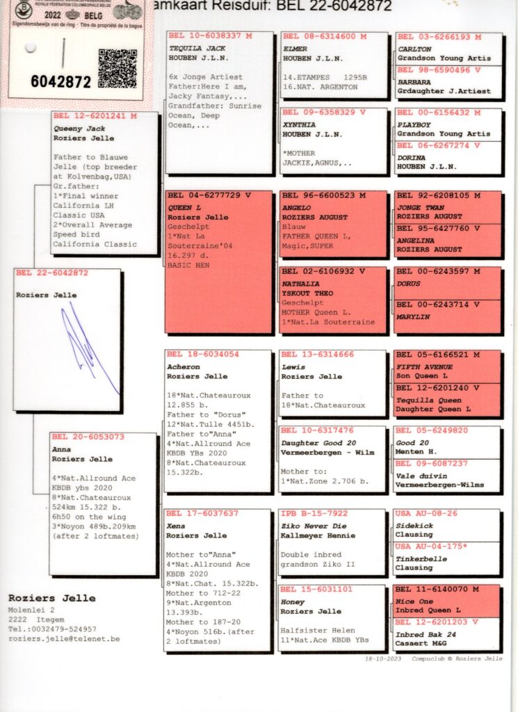 Pigeon pedigree chart with labeled information cards