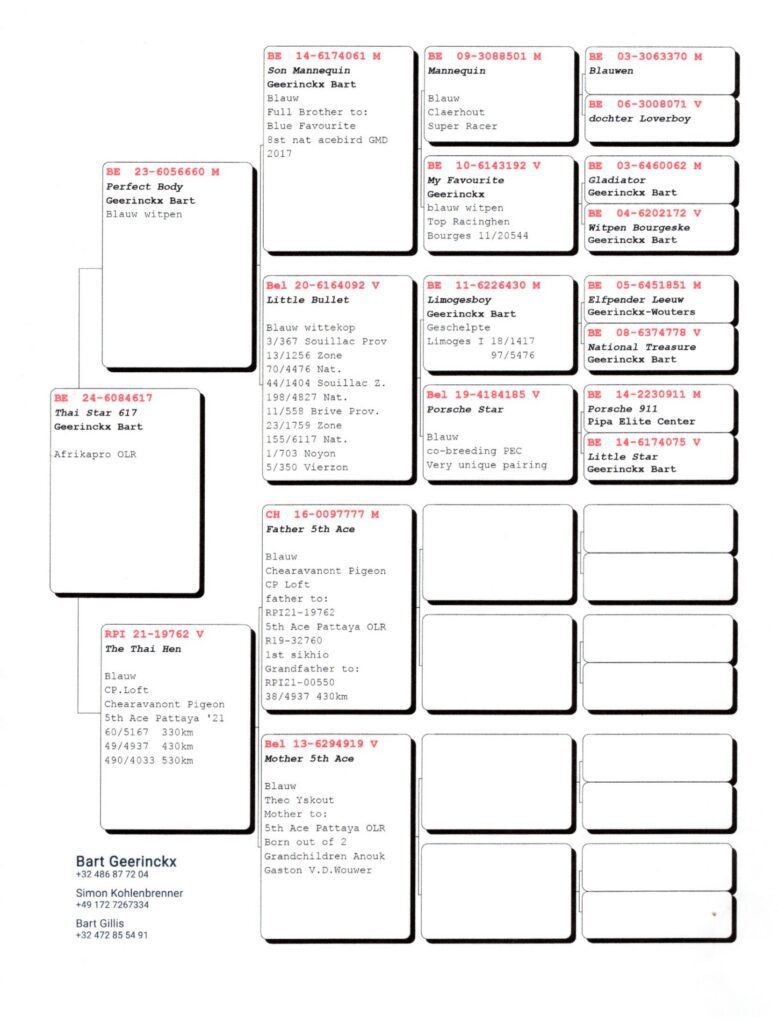 Pigeon pedigree chart with labeled info boxes